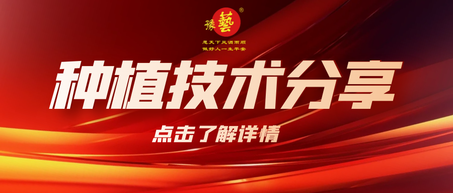 要想種出精品率高的胡蘿卜，這7點要注意！