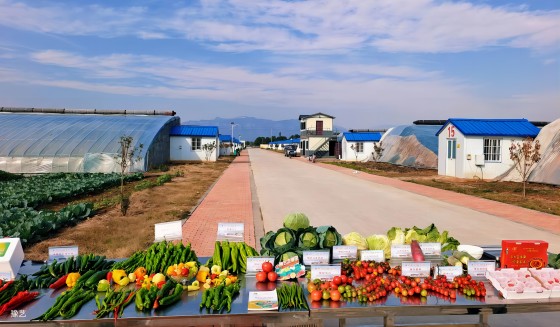 冷空氣來臨，面對“蹦極式”降溫，瓜果蔬菜如何加強防范應對？