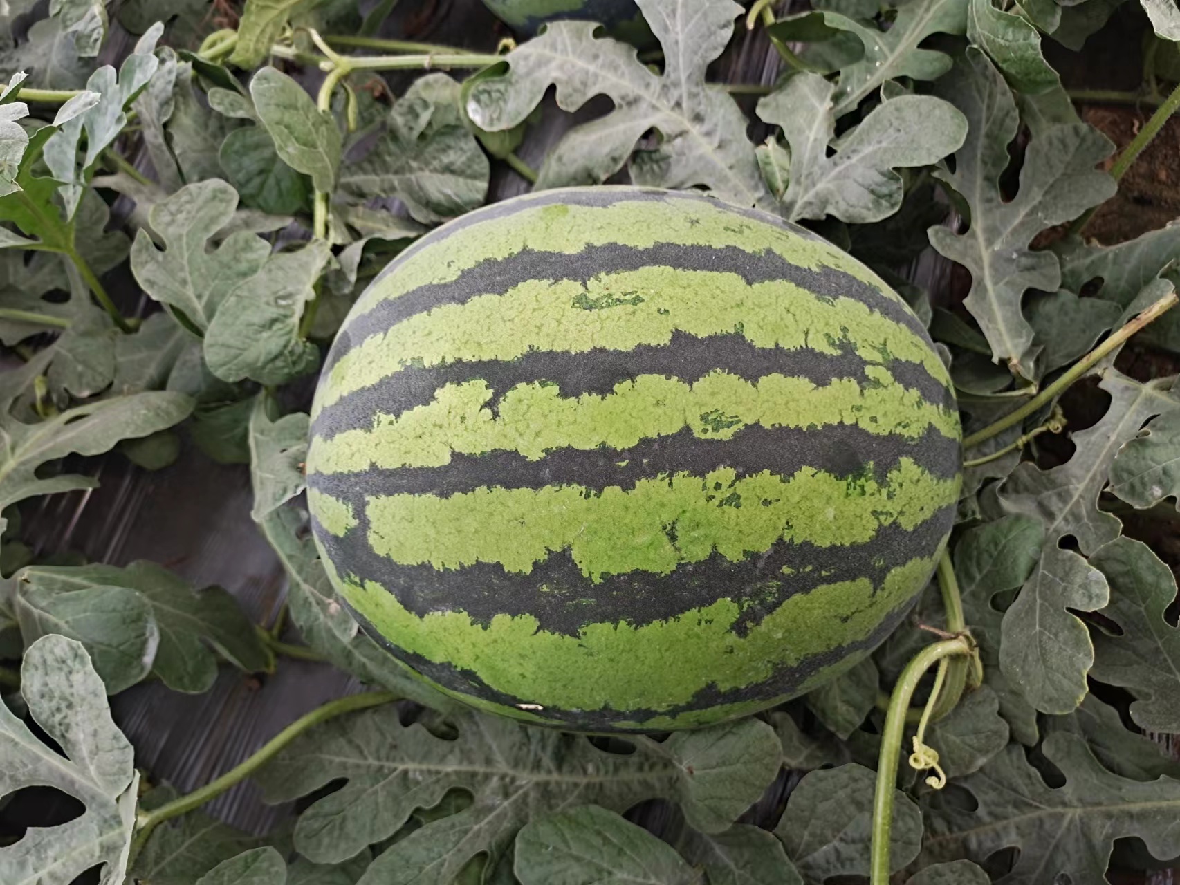 微信圖片_20230420085254.jpg 微信圖片_20230420085254.jpg