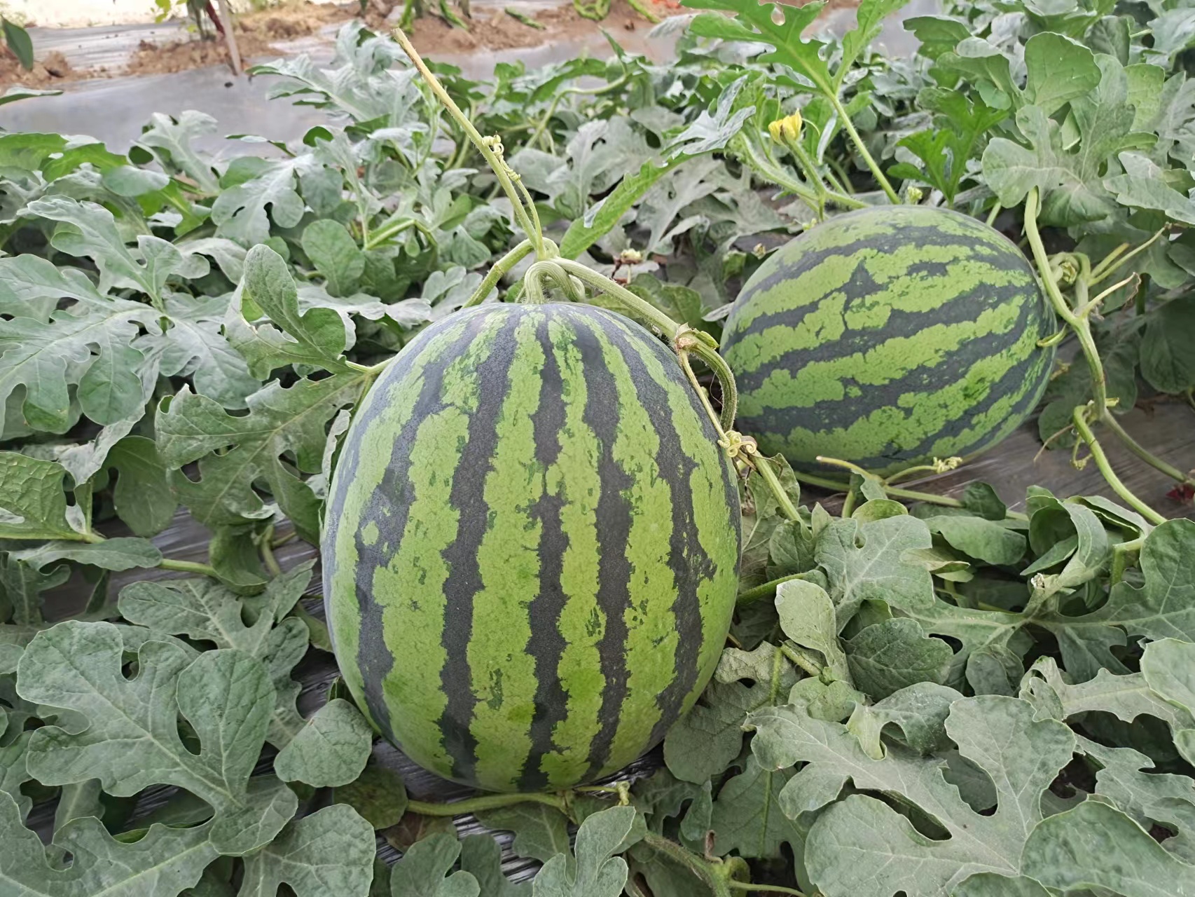 微信圖片_20230420085323.jpg 微信圖片_20230420085323.jpg