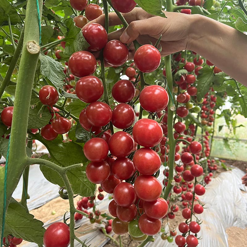 230426175807354f7c.jpg 230426175807354f7c.jpg