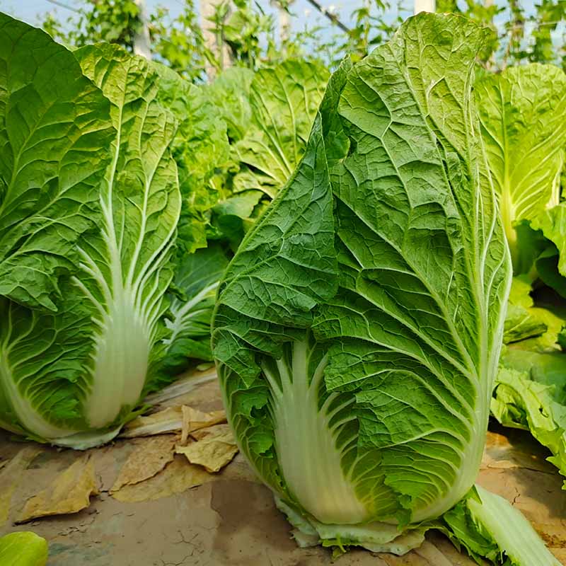 230505141856a3bc89.jpg 230505141856a3bc89.jpg