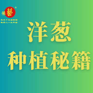 洋蔥種植秘籍：掌握這八點，種出優(yōu)質(zhì)洋蔥！